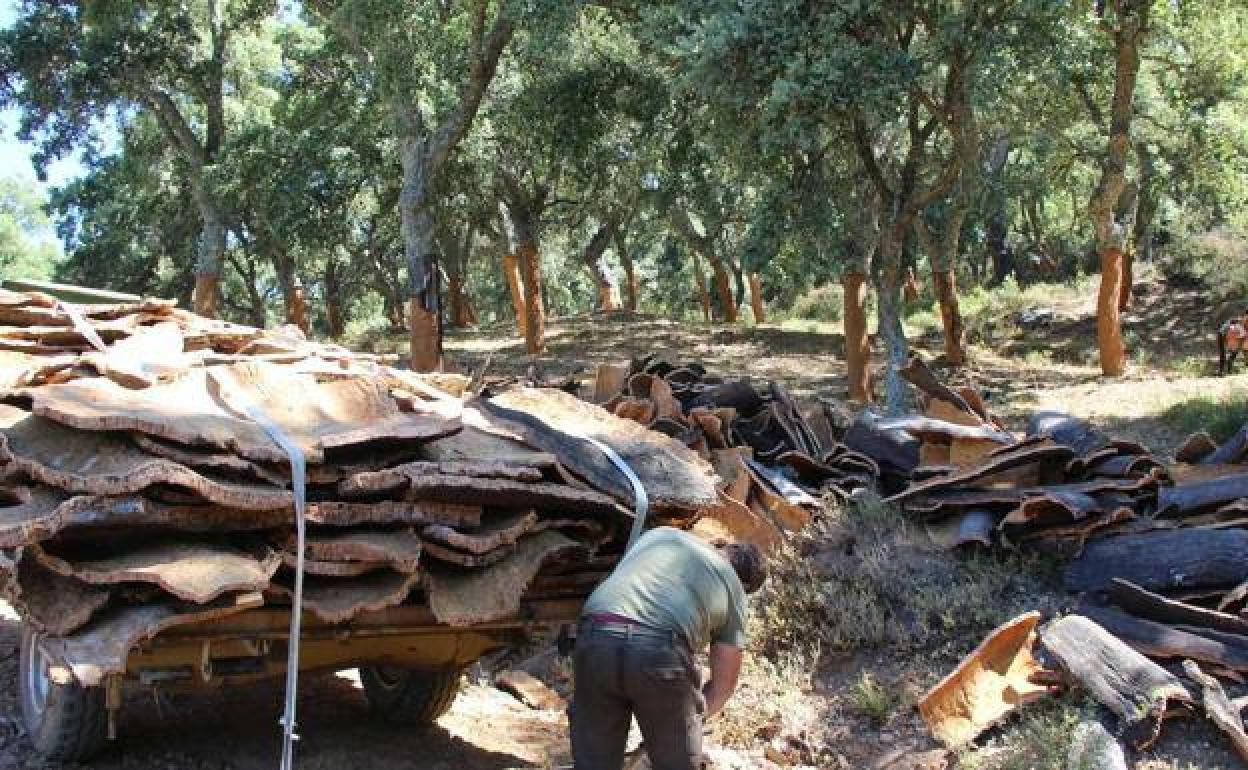 Skilled cork cutter shortage leads to calls for college to train